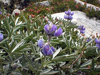Lupin Fabaceae Lupinus sp?