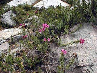 Mountain Heather Ericaceae Phyllodoce breweri 
