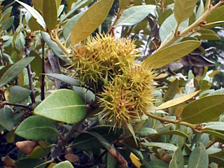 Bush Chinquapin Fagaceae Chrysophylla sempervirens
