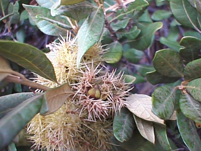 Bush Chinquapin Fagaceae Chrysophylla sempervirens with the three nuts showing inside the spiney bur like involucre.