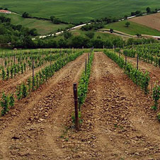 news-vineyard-soil.jpg