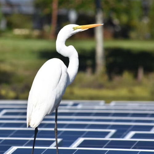 A Great Egret rests atop an floating solar project. (Rebecca R. Hernandez, UC Davis)