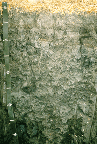 Clear Lake Soil