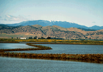 Willows soils flooded for rice production with the Coast Range in the background.
