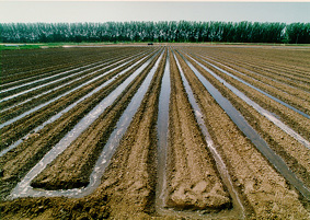 Furrows
